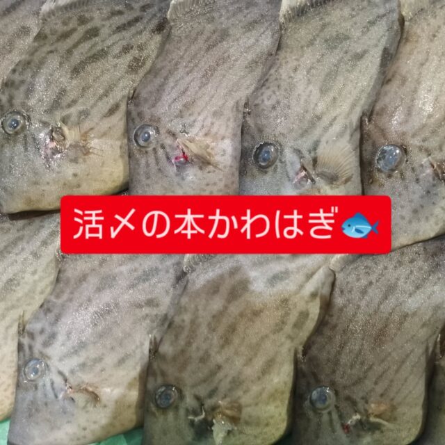 本日も鮮度抜群のお魚さんが入荷しました‼️特に『推し』は、活〆の本かわはぎ🐟️🐟️🐟️🐟️🐟️
肝も丸々太って超〜ウマウマ🐴🐴（笑）💦
数量限定ですのでお早めにっ😅
皆様のご来店をスタッフ一同、笑顔でお待ち申し上げます😁😁😁🙏

#沼津魚市場 #沼津 #沼津すし之助 #駿河湾 #横浜線 #横浜グルメ #ららぽーと横浜 #回転寿司 #かわはぎ#鴨居駅 #鴨居