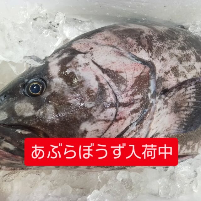 本日より駿河湾の底引き網漁が解禁‼️12日朝の沼津魚市場のセリが楽しみ〜🐟️🐟️🐟️
乞うご期待ですね（笑）
今年は話題の秋刀魚も丸々太って脂のりのりですよっ!!数量限定なので売切御免デス😭😭😭
皆様のご来店をお待ちしております😊

#沼津魚市場　#沼津すし之助　#駿河湾　#深海魚
#ららぽーと横浜 　#横浜線 　#横浜グルメ 　#鴨居