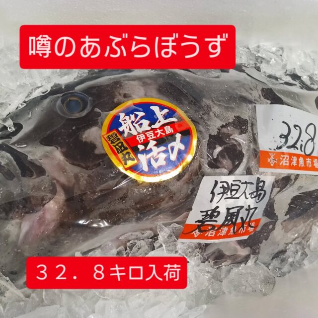 限定深海魚『炙りあぶらぼうず』入荷中‼️🐟️🐟️🐟️
伊豆大島近海のこだわり漁師さんが釣り上げた極上品❗️すぐに船上にて活〆処理をした身質は最高☆☆☆
脂のりのり超美味い‼️炙って提供させて頂きます♫尚、多くのお客様に提供させていただく為に『お一人様一皿』の限定になります🍣ご了承下さいませ😅
尚、本日のヒルナンデスで『ららぽーと立川立飛店』のあぶらぼうずが紹介されました📺️⚠️

本日も駿河湾の地魚各種を取り揃えて皆様のご来店をお待ちしております🍣🍣🍣🐟️🐟️🐟️

#すし之助 #沼津すし之助 #沼津魚市場#駿河湾 #ららぽーと横浜 #横浜線 #鴨居駅 #深海魚 #あぶらぼうず