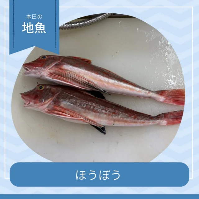 🐟 ほうぼう

鮮やかな赤い色と、独特の形が特徴の「ほうぼう」。
淡白で上品な味わいの中に、ほどよい甘みと旨みが感じられる白身魚です✨

身はほどよく弾力があり、噛むほどに旨みが広がります。
さっぱりとした味わいなので、お寿司にもぴったり🍣