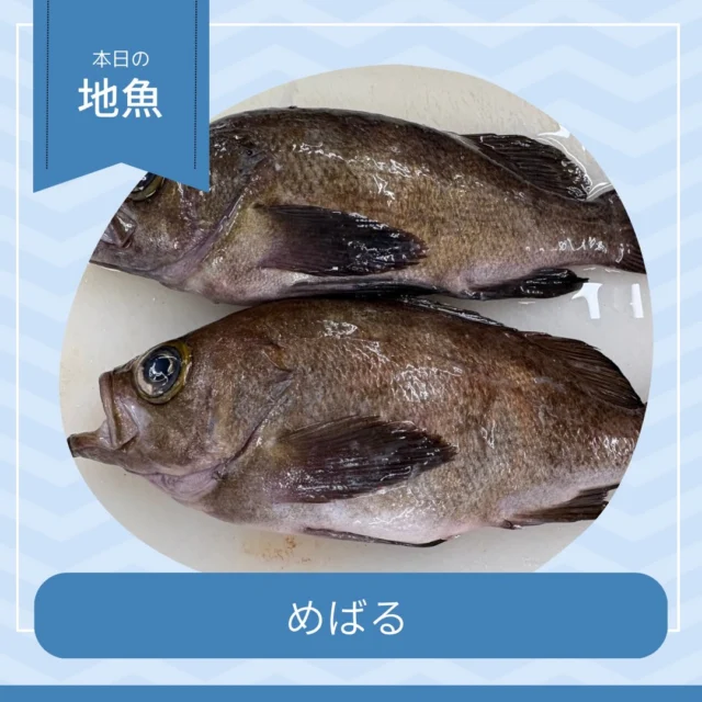 🐟 めばる

大きな目が特徴の「めばる」👀✨
上品な甘みと旨みが楽しめる、身の締まった白身魚です。

淡白ながらもしっかりとした味わいがあり、噛むほどに広がる旨みが魅力🍣