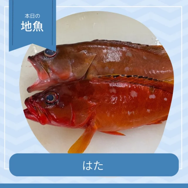 🐟 はた

ほどよく脂がのり、上品な甘みと旨みが楽しめる「はた」✨
しっかりとした弾力のある身と、噛むほどに広がる豊かな味わいが魅力です。

淡白すぎず、コクもしっかり楽しめる白身魚🍣